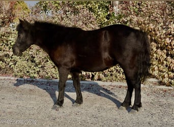 Más ponis/caballos pequeños, Yegua, 9 años, 109 cm, Negro