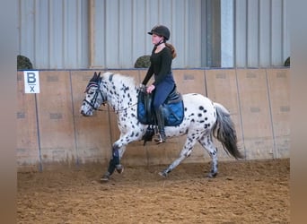 Más ponis/caballos pequeños, Yegua, 9 años, 110 cm, Atigrado/Moteado