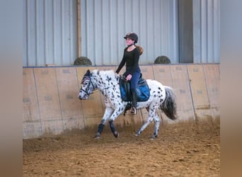 Más ponis/caballos pequeños, Yegua, 9 años, 110 cm, Atigrado/Moteado