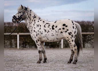 Más ponis/caballos pequeños, Yegua, 9 años, 110 cm, Atigrado/Moteado