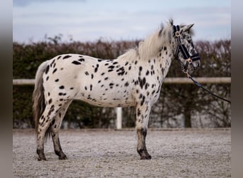 Más ponis/caballos pequeños, Yegua, 9 años, 110 cm, Atigrado/Moteado