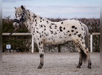 Más ponis/caballos pequeños, Yegua, 9 años, 110 cm, Atigrado/Moteado