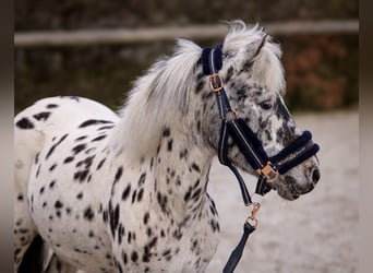 Más ponis/caballos pequeños, Yegua, 9 años, 110 cm, Atigrado/Moteado