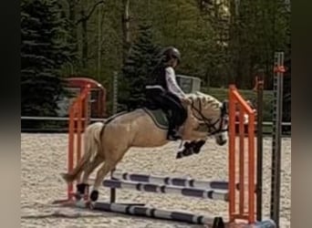 Más ponis/caballos pequeños, Yegua, 9 años, 114 cm, Palomino