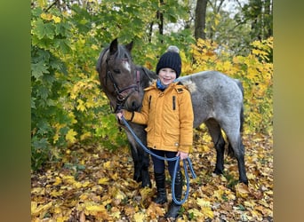Más ponis/caballos pequeños, Yegua, 9 años, 120 cm, Ruano alazán