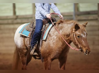 Más ponis/caballos pequeños, Yegua, 9 años, 127 cm, Ruano alazán