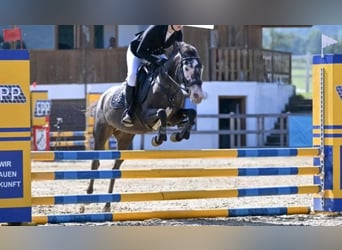 Más ponis/caballos pequeños, Yegua, 9 años, 130 cm, Musgo marrón