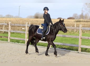 Más ponis/caballos pequeños, Yegua, 9 años, 140 cm, Negro