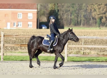 Más ponis/caballos pequeños, Yegua, 9 años, 140 cm, Negro