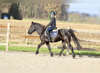 Más ponis/caballos pequeños, Yegua, 9 años, 140 cm, Negro