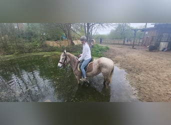 Más ponis/caballos pequeños Mestizo, Yegua, 9 años, 140 cm, Tordo picazo