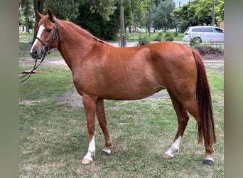 Más ponis/caballos pequeños, Yegua, 9 años, 147 cm, Alazán