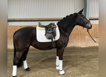 Más ponis/caballos pequeños, Yegua, 9 años, 148 cm, Castaño