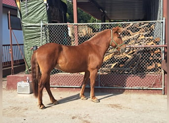 Más ponis/caballos pequeños, Yegua, 9 años, 150 cm, Alazán