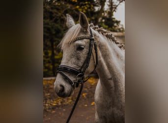 Más ponis/caballos pequeños, Yegua, 9 años, 150 cm, Tordo picazo