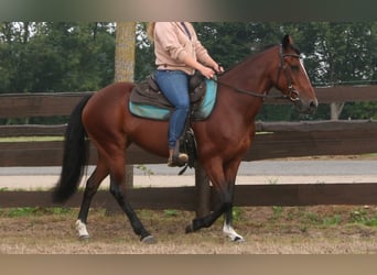 Más ponis/caballos pequeños Mestizo, Yegua, 9 años, 151 cm, Castaño