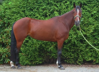 Más ponis/caballos pequeños Mestizo, Yegua, 9 años, 151 cm, Castaño