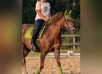 Más ponis/caballos pequeños Mestizo, Yegua, 9 años, 153 cm, Alazán-tostado