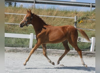 Más ponis/caballos pequeños, Yegua, Potro (03/2024), 139 cm, Alazán