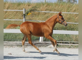 Más ponis/caballos pequeños, Yegua, Potro (03/2024), 139 cm, Alazán