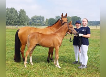 Más ponis/caballos pequeños, Yegua, Potro (03/2024), 139 cm, Alazán