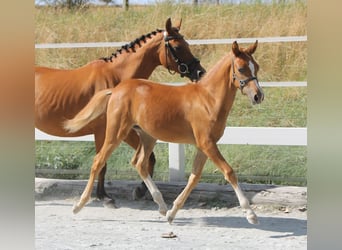 Más ponis/caballos pequeños, Yegua, Potro (03/2024), 139 cm, Alazán