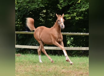 Más ponis/caballos pequeños, Yegua, Potro (03/2024), 139 cm, Alazán