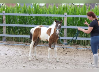 Más ponis/caballos pequeños Mestizo, Yegua, Potro (04/2023), 142 cm, Musgo