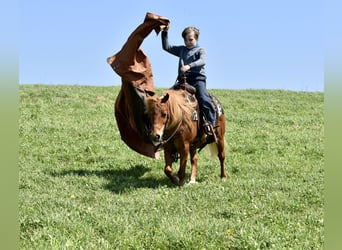 Más ponis/caballos pequeños, Caballo castrado, 10 años, 112 cm, Alazán-tostado