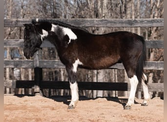 Más ponis/caballos pequeños, Caballo castrado, 10 años, 112 cm