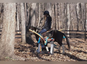 Más ponis/caballos pequeños, Caballo castrado, 10 años, 112 cm