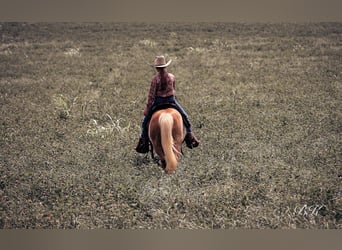 Más ponis/caballos pequeños, Caballo castrado, 10 años, 117 cm