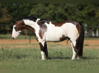 Más ponis/caballos pequeños, Caballo castrado, 10 años, 117 cm, Overo-todas las-capas