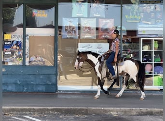 Más ponis/caballos pequeños, Caballo castrado, 10 años, 117 cm, Overo-todas las-capas