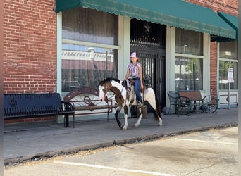 Más ponis/caballos pequeños, Caballo castrado, 10 años, 117 cm, Overo-todas las-capas