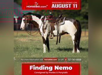 Más ponis/caballos pequeños, Caballo castrado, 10 años, 117 cm, Overo-todas las-capas