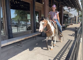 Más ponis/caballos pequeños, Caballo castrado, 10 años, 117 cm, Overo-todas las-capas