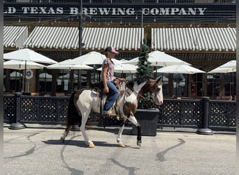 Más ponis/caballos pequeños, Caballo castrado, 10 años, 117 cm, Overo-todas las-capas