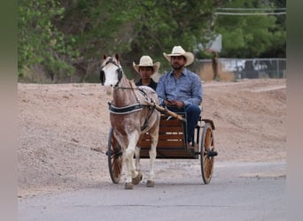 Más ponis/caballos pequeños, Caballo castrado, 10 años, 122 cm, Ruano alazán
