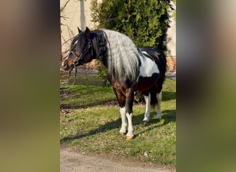 Más ponis/caballos pequeños, Caballo castrado, 10 años, 125 cm, Pío