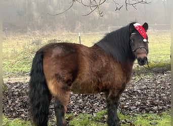 Más ponis/caballos pequeños, Caballo castrado, 10 años, 126 cm, Castaño