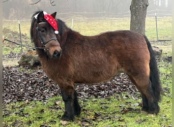 Más ponis/caballos pequeños, Caballo castrado, 10 años, 126 cm, Castaño