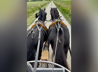 Más ponis/caballos pequeños, Caballo castrado, 10 años, 126 cm, Negro