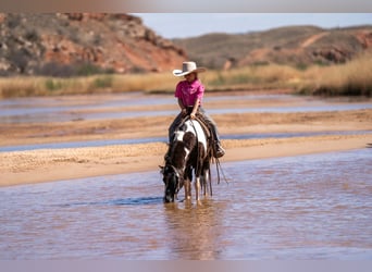 Más ponis/caballos pequeños, Caballo castrado, 10 años, 127 cm, Pío