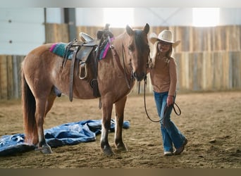 Más ponis/caballos pequeños, Caballo castrado, 10 años, 130 cm, Bayo