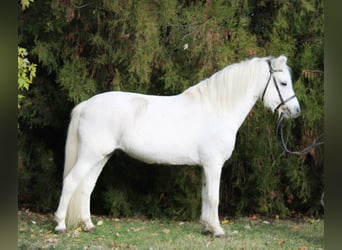 Más ponis/caballos pequeños, Caballo castrado, 10 años, 132 cm, Tordo
