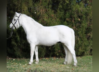 Más ponis/caballos pequeños, Caballo castrado, 10 años, 132 cm, Tordo