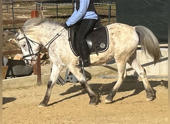 Más ponis/caballos pequeños, Caballo castrado, 10 años, 135 cm, Atigrado/Moteado