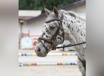 Más ponis/caballos pequeños Mestizo, Caballo castrado, 10 años, 137 cm, Atigrado/Moteado