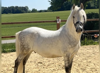 Más ponis/caballos pequeños, Caballo castrado, 10 años, 138 cm, Tordo